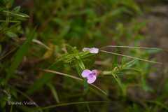 Impatiens brevicornis